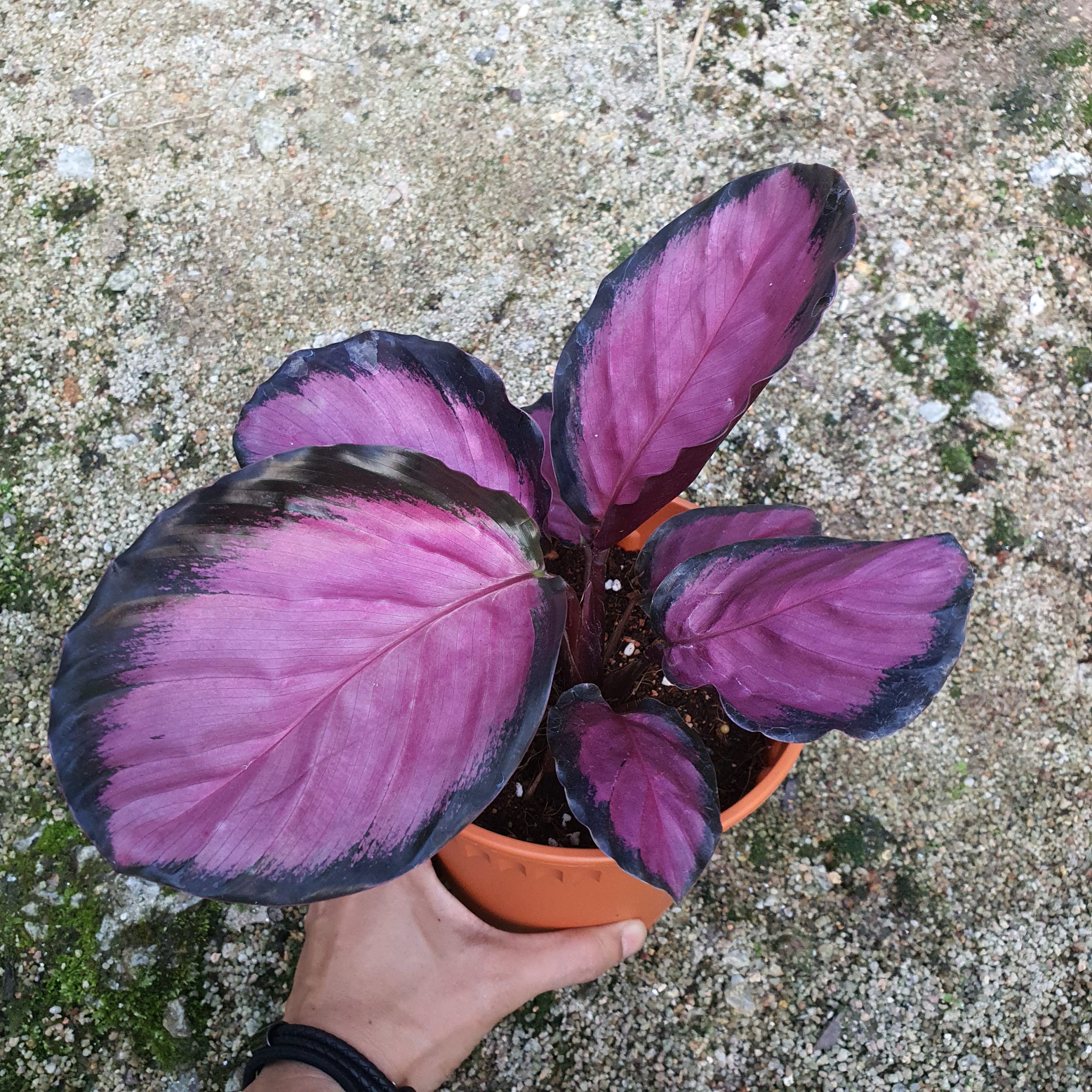 Kitchen, Home & Workout Equipment – Don’t Miss Out