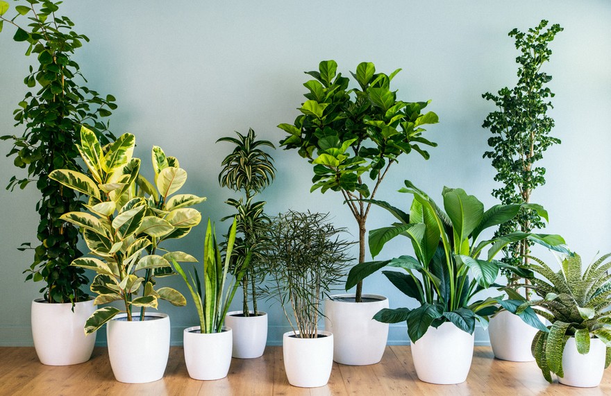 Horticulture